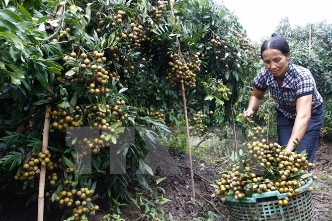 Dispuesto Hung Yen para enviar longan a Estados Unidos ảnh 1