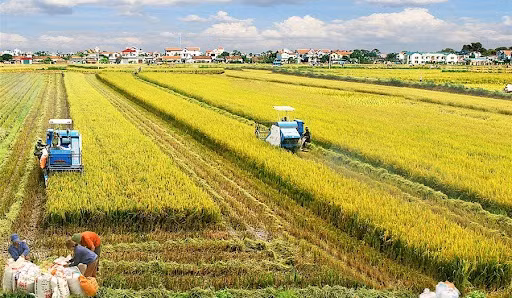 Sostenibilidad avanzará en Vietnam con nueva estrategia de desarrollo agrícola ảnh 1