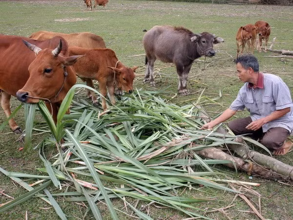 Actualizan aportes de ONG en zona sureña al progreso de Vietnam ảnh 1