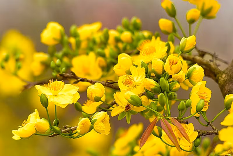 Significados de la flor de albaricoque amarillo ảnh 2