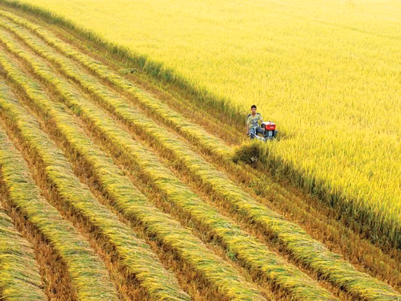 Banco Mundial financia plan de agricultura sostenible en Vietnam ảnh 1