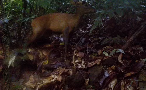 Captan fotos en Vietnam de pareja de muntiacos en peligro de extinción ảnh 1