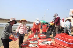 Quang Tri dedica esfuerzos por estabilizar la vida de pescadores locales