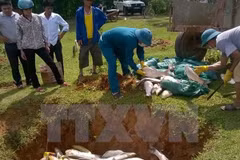Atribuyen muerte de peces en Binh Thuan a falta de oxigeno