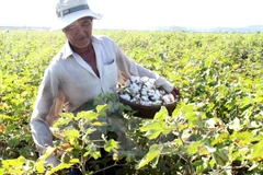 Vietnam suspende temporalmente importación de algodón en bruto de Ghana