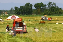 Genes, clave para producción arrocera de Vietnam ante cambio climático