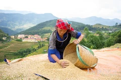 Visitar Mu Cang Chai para aprender ser feliz 