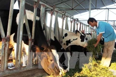 Aceleran en Vietnam la reestructuración agrícola y el desarrollo rural
