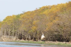 El otoño dorado en Ru Cha