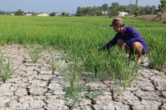 Cambio de estructura de cultivo en Vietnam: solución para sequía