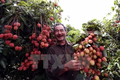 Acuerdos de libre comercio beneficiarán agricultura de Vietnam