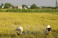 Lanza Vietnam nuevas variedades de arroz resistente a salinidad