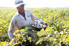 Vietnam suspende temporalmente importación de algodón en bruto de Ghana
