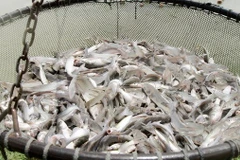Supervisión de pangasius: barrera para lazos agrícolas EE.UU.- Vietnam