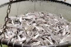 Supervisión de pangasius: barrera para lazos agrícolas EE.UU.- Vietnam