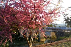 Cerezos japoneses florecen en Sa Pa 