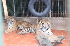 Liberan a animales exóticos a su hábitat natural en parque Phong Nha- Ke Bang