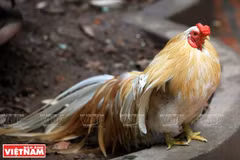 Pasión por los gallos ornamentales en Hanoi