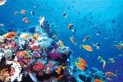 Requieren plan maestro para conservación de biodiversidad marina en Vietnam