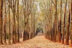 Plantaciones de caucho, patrimonio natural de Gia Lai