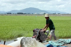 Sufre Tra Vinh escasez de agua por salinización y calor