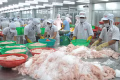 Exportadores de pescados de Vietnam enfrentan dificultades en lograr meta anual