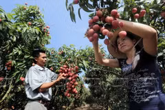 Empresa vietnamita exporta más de una tonelada de lichis a Estados Unidos