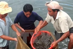 Camarones frescos de Vietnam ante la puerta al mercado australiano