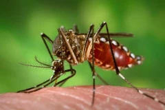 Intensifica Vietnam concienciación a población sobre lucha contra Zika