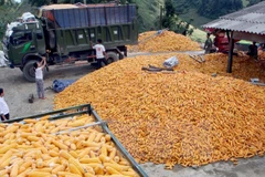 Vietnam suspende importación de granos de EE.UU. y cacahuetes de Sudán y Hongkong