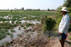Provincia de Vietnam construye compuertas para luchar contra penetración salina