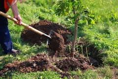 Lanzan campaña de plantación de árboles en provincia norteña de Vietnam
