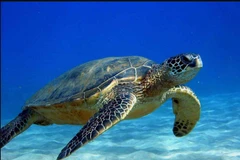 Provincia vietnamita trabaja por proteger tortugas marinas 
