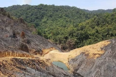 Vietnam: cobertura forestal alcanza más de 41 por ciento