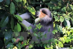 Provincia vietnamita realiza proyecto para proteger primates raros