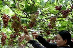 Vietnam por impulsar el agroturismo