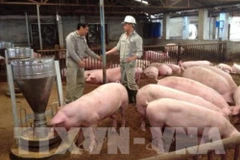 Debaten medidas para impulsar la exportación de productos ganaderos de Vietnam a Malasia 