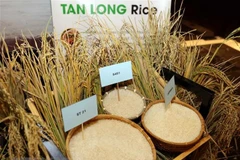 Tercer festival de arroz de Vietnam tendrá lugar en provincia de Long An