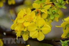 Festival de flores de Vietnam y Japón reforzará vínculos 