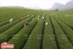 Té Shan Tuyet en Ta Xua