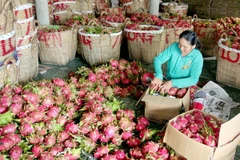 Provincia china estrecha estándares de frutas importadas de Vietnam
