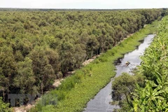 Acelera Vietnam labores de restauración de bosques
