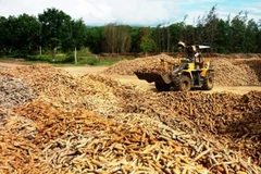 Exportación vietnamita de mandioca mantiene tendencia alcista 