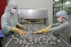 Vietnam apuesta por el desarrollo sostenible de la camaronicultura 