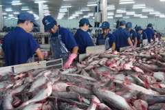 Vietnam mejora calidad de productos acuáticos para materializar meta de exportaciones