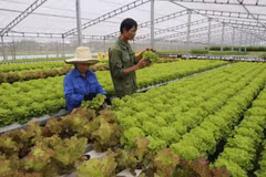 Vietnam busca exportar más productos agrícolas a Sudcorea