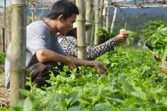 Grupo vietnamita FLC planea ampliar su participación en sector agrícola 