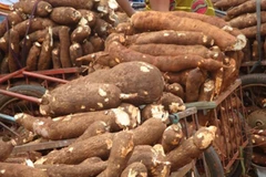 Tailandia exportará 1,5 millones de toneladas de yuca