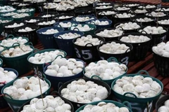 Tailandia emitirá bonos para apoyar a productores de caucho