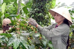 Sector agrícola de Vietnam planea nuevas metas para 2018